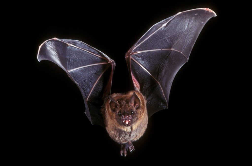 Bat Control and Removal Services