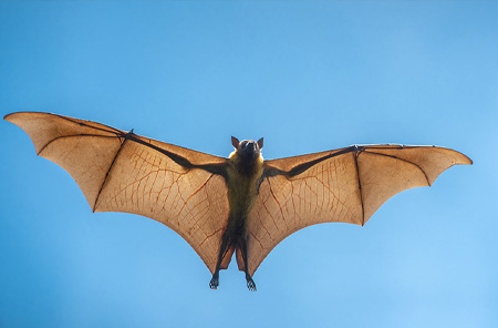 Bat Removal Services for Galveston & The Greater Houston Area