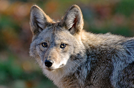 Coyote Removal Services for Galveston & The Greater Houston Area