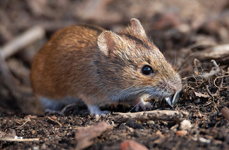 Rodent Removal Services for Galveston & The Greater Houston Area