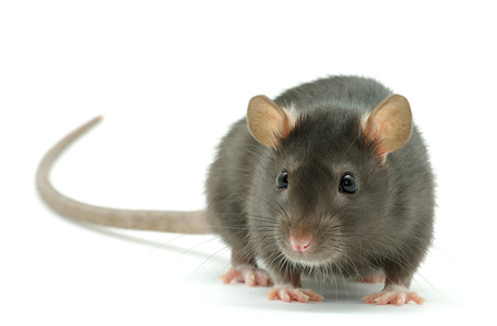 Rat Control and Removal for Galveston & The Greater Houston Area