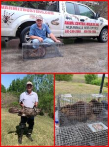 Conroe Highly Effective Wildlife Removal 