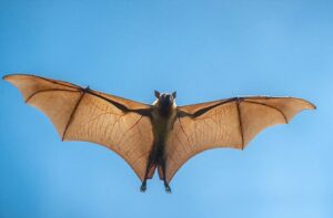 Bats are beneficial outdoors, 