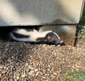 Houston New Caney Skunk Removal