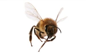 Houston Expert Bee Removal