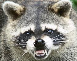 Houston Racoon Removal
