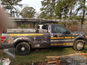 Top-Rated Wildlife & Animal Control Services in Houston, TX