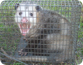 Opossums in Splendora or Harris 