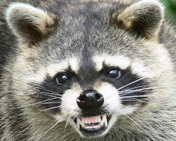 Spring & Harris County Raccoon Removal